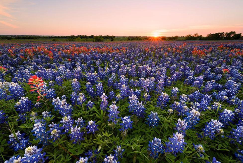 Holiday Inn Express & Suites Waxahachie By Ihg Zewnętrze zdjęcie